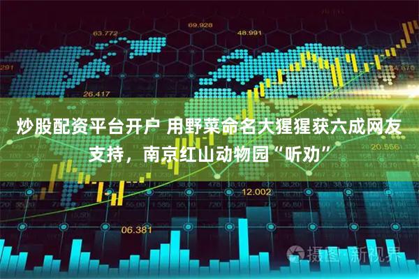 炒股配资平台开户 用野菜命名大猩猩获六成网友支持，南京红山动物园“听劝”